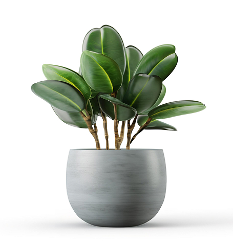 Outdoor Plant